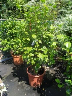 Camelia (Camellia, Rood) -Planten Verkoopwinkel camellia japonica wit 80 100 125 1