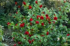 Camellia (Camellia Japonica 'Black Lace') -Planten Verkoopwinkel camellia ret. black lace 1