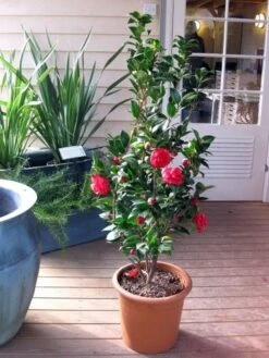 Camellia (Camellia Japonica 'Black Lace') -Planten Verkoopwinkel camellia ret. black lace 2