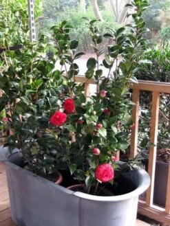 Camellia (Camellia Japonica 'Black Lace') -Planten Verkoopwinkel camellia ret. black lace 3