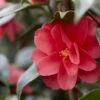 Camelia (Camellia Reticulata 'Mary Williams') 4 Camelia (Camellia Reticulata 'Mary Williams') -Planten Verkoopwinkel camellia reticulata mary williams