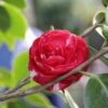 Camelia (Camellia, Rood) 4 Camelia (Camellia, Rood) -Planten Verkoopwinkel camellia rood 1