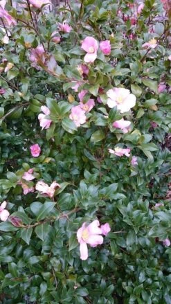 Camelia Als Boom (Camellia Sasanqua) -Planten Verkoopwinkel camellia sasangua 2 1 1