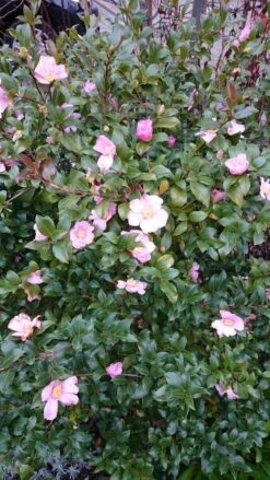 Camelia Als Bonsai (Camellia Sasanqua) 14 Camelia Als Bonsai (Camellia Sasanqua) -Planten Verkoopwinkel camellia sasangua 4 2