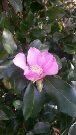Camelia (Camellia Sasanqua) -Planten Verkoopwinkel camellia sasanqua 2 2