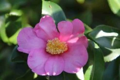 Camelia (Camellia Sasanqua) -Planten Verkoopwinkel camellia sasanqua 2 1 2