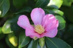 Camelia (Camellia Sasanqua) -Planten Verkoopwinkel camellia sasanqua 3 1