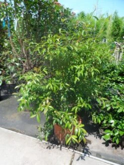 Camelia (Camellia Sasanqua) -Planten Verkoopwinkel camellia sasanqua 60 80 100 c25