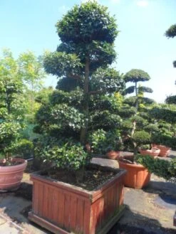 Camelia Als Bonsai (Camellia Sasanqua) -Planten Verkoopwinkel camellia sasanqua bonsai 200 225 houten bak