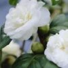 Camelia (Camellia, Wit) -Planten Verkoopwinkel camellia white