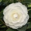 Camelia (Camellia Japonica ‘Perfection White’) -Planten Verkoopwinkel camellia white p 1