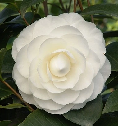 Camelia (Camellia Japonica ‘Perfection White’) 1 Camelia (Camellia Japonica ‘Perfection White’)