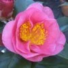 Camelia Als Leivorm (Camellia Japonica 'California') -Planten Verkoopwinkel camelliacalifornia