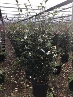 Camelia (Camellia Sasanqua 'Hino De Gumo') -Planten Verkoopwinkel camelliasasanquahinodegumo