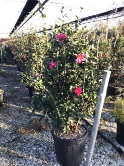 Camelia (Camellia Sasanqua 'Kanjiro') -Planten Verkoopwinkel camelliasasanquakanjiro
