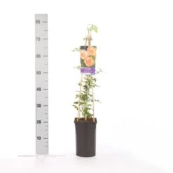 Trompetbloem (Campsis Radicans 'Flava') -Planten Verkoopwinkel campsis radicans flava 1