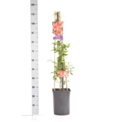 Trompetbloem (Campsis Tagliabuana 'Mme Galen') -Planten Verkoopwinkel campsis t. madame galen 1.00 1.25 1