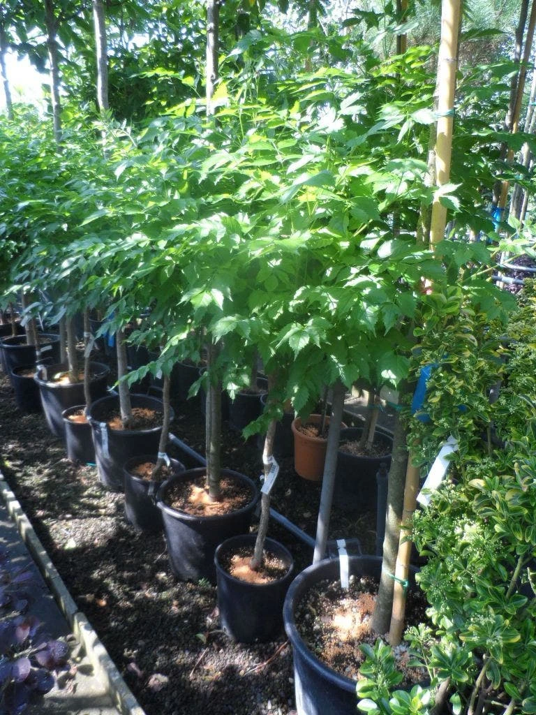 Trompetbloem, Halfstam (Campsis Tagliabuana 'Mme Galen') - Afbeelding 6