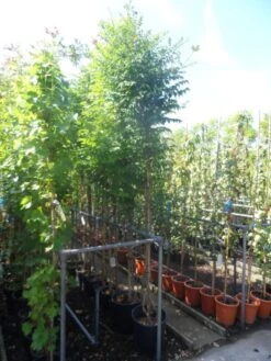 Trompetbloem, Halfstam (Campsis Tagliabuana 'Mme Galen') -Planten Verkoopwinkel campsis tagliabuana madame galen 200 250 c20