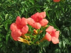 Trompetbloem (Campsis Tagliabuana 'Mme Galen') -Planten Verkoopwinkel campsis tagliabuana mme galen