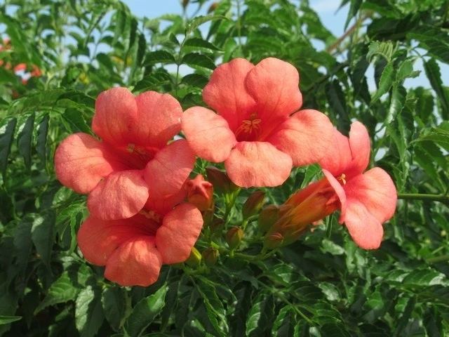 Trompetbloem, Halfstam (Campsis Tagliabuana 'Mme Galen') - Afbeelding 4