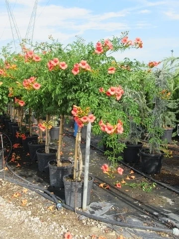 Trompetbloem, Halfstam (Campsis Tagliabuana 'Mme Galen') - Afbeelding 5