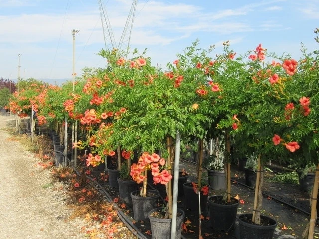 Trompetbloem, Halfstam (Campsis Tagliabuana 'Mme Galen') - Afbeelding 7