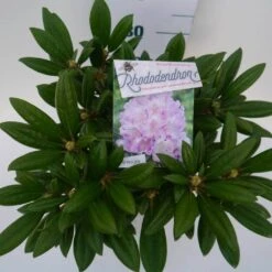Dwergrhododendron (Rhododendron 'Caroline Allbrook') -Planten Verkoopwinkel car. allbrook c4 boven 1