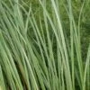 Oeverzegge (Carex Riparia) -Planten Verkoopwinkel carex riparia