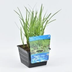 Oeverzegge (Carex Riparia) -Planten Verkoopwinkel carex riparia 18x18 20180403190132 1