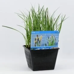Oeverzegge (Carex Riparia) -Planten Verkoopwinkel carex riparia 28x28 20180412192544 2 1