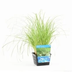 Oeverzegge (Carex Riparia) -Planten Verkoopwinkel carex riparia s e 12610 p18