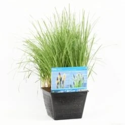 Oeverzegge (Carex Riparia) -Planten Verkoopwinkel carex riparia s m 13630 p28 1