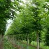 Grote Haagbeuk (Carpinus Betulus) -Planten Verkoopwinkel carpinus betulus s 18 20