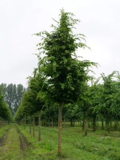 Haagbeuk Als Boom (Carpinus Betulus) -Planten Verkoopwinkel carpinus betulus s 25 30 1