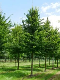 Grote Haagbeuk (Carpinus Betulus) -Planten Verkoopwinkel carpinus betulus s 35 40