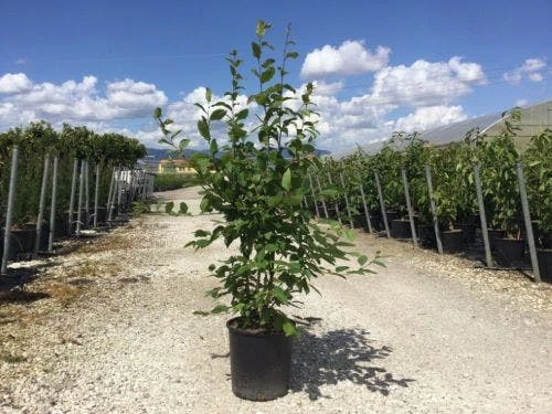 Meerstammige Haagbeuk (Carpinus Betulus) 1 Meerstammige Haagbeuk (Carpinus Betulus)