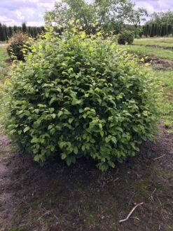 Haagbeuk Als Bolvorm (Carpinus Betulus) -Planten Verkoopwinkel carpinus betulus 140 cm breed bol drkl 2