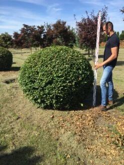 Haagbeuk Als Bolvorm (Carpinus Betulus) -Planten Verkoopwinkel carpinus betulus 140 cm breed bol drkl 3