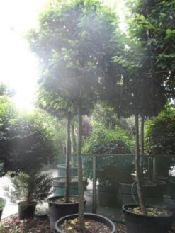 Haagbeuk In Kubusvorm (Carpinus Betulus) -Planten Verkoopwinkel carpinus betulus 20 25ho c240 kubus 1