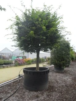 Haagbeuk Als Bolboom (Carpinus Betulus) -Planten Verkoopwinkel carpinus betulus 40 45ha c1000 bol