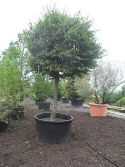Haagbeuk Als Bolboom (Carpinus Betulus) -Planten Verkoopwinkel carpinus betulus 40 45ho c1000 bol 1