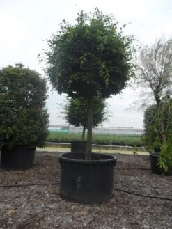 Haagbeuk Als Bolboom (Carpinus Betulus) -Planten Verkoopwinkel carpinus betulus 40 45ho c1000 bol 2 1