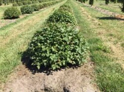 Haagbeuk Als Bolvorm (Carpinus Betulus) -Planten Verkoopwinkel carpinus betulus 60 cm breed bol drkl 2