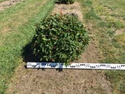 Haagbeuk Als Bolvorm (Carpinus Betulus) -Planten Verkoopwinkel carpinus betulus 70 cm breed bol drkl 3