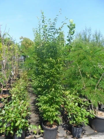 Zuilhaagbeuk (Carpinus Betulus 'Frans Fontaine') 3 Zuilhaagbeuk (Carpinus Betulus 'Frans Fontaine') - Afbeelding 3