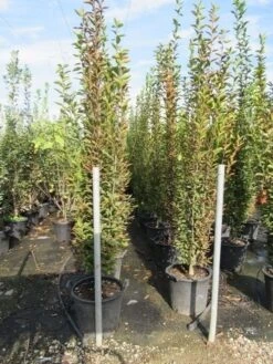 Haagbeuk Als Boom (Carpinus Betulus 'Fastigiata') -Planten Verkoopwinkel carpinus betulus fastigiata 200 250 1
