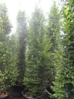 Zuilhaagbeuk (Carpinus Betulus 'Frans Fontaine') 13 Zuilhaagbeuk (Carpinus Betulus 'Frans Fontaine') -Planten Verkoopwinkel carpinus betulus fastigiata 300 350 c70 1