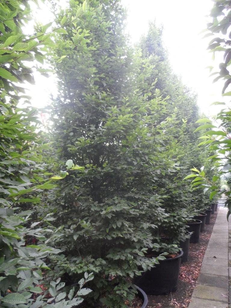 Haagbeuk (Carpinus Betulus 'Fastigiata') 11 Haagbeuk (Carpinus Betulus 'Fastigiata') - Afbeelding 11