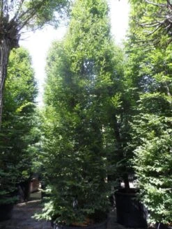 Haagbeuk (Carpinus Betulus 'Fastigiata') 23 Haagbeuk (Carpinus Betulus 'Fastigiata') -Planten Verkoopwinkel carpinus betulus fastigiata 500 600 700 c500